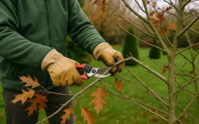 Fréquence taille arbres : guide complet pour jardins